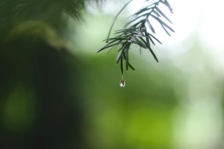 Water Droplet Dripping From Leaf For Calming Sounds